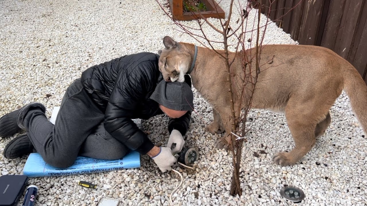 Месси спешит на помощь! Хвост трубой и колоссальная пумячья поддержка чтобы 