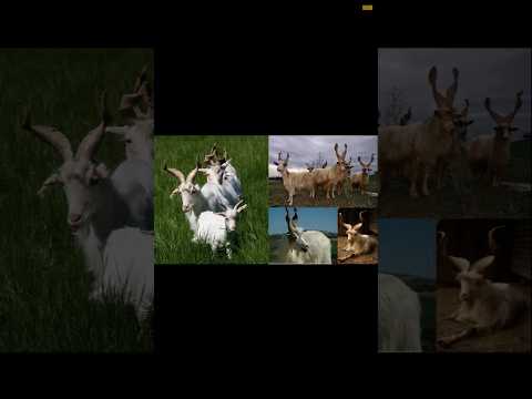 most hairy goat on Eid UL Azah #eiduladha2025