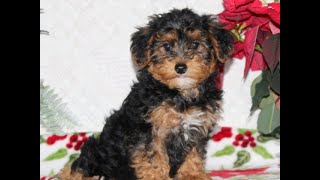 Video preview image #1 YorkiePoo Puppy For Sale in RISING SUN, MD, USA