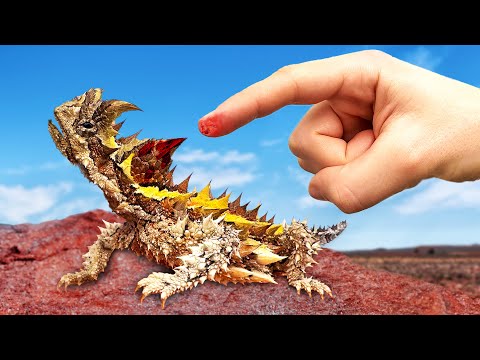 Finger Sliced by SHARPEST Lizard?!
