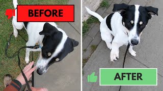 Train Your Dog to Untangle Their OWN Leash On Walks!