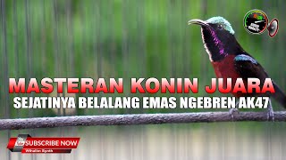 Download lagu SEJATINYA KONIN ISIAN BELALANG EMAS WIT WIT CIBLEK AK47 !! MASTERAN KOLIBRI NINJA JUARA mp3