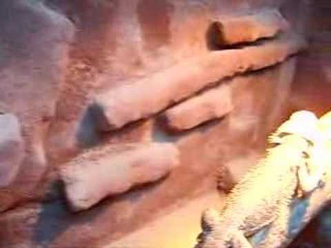 Baardagamen 18/10/2007