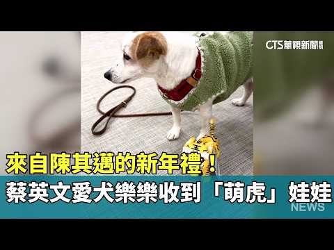 來自陳其邁的新年禮！　蔡英文愛犬樂樂收到「萌虎」娃娃
