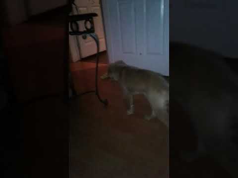 Fuck DAT shit I'm out