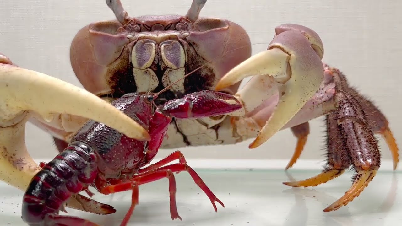 A crab that is afraid of crayfish.