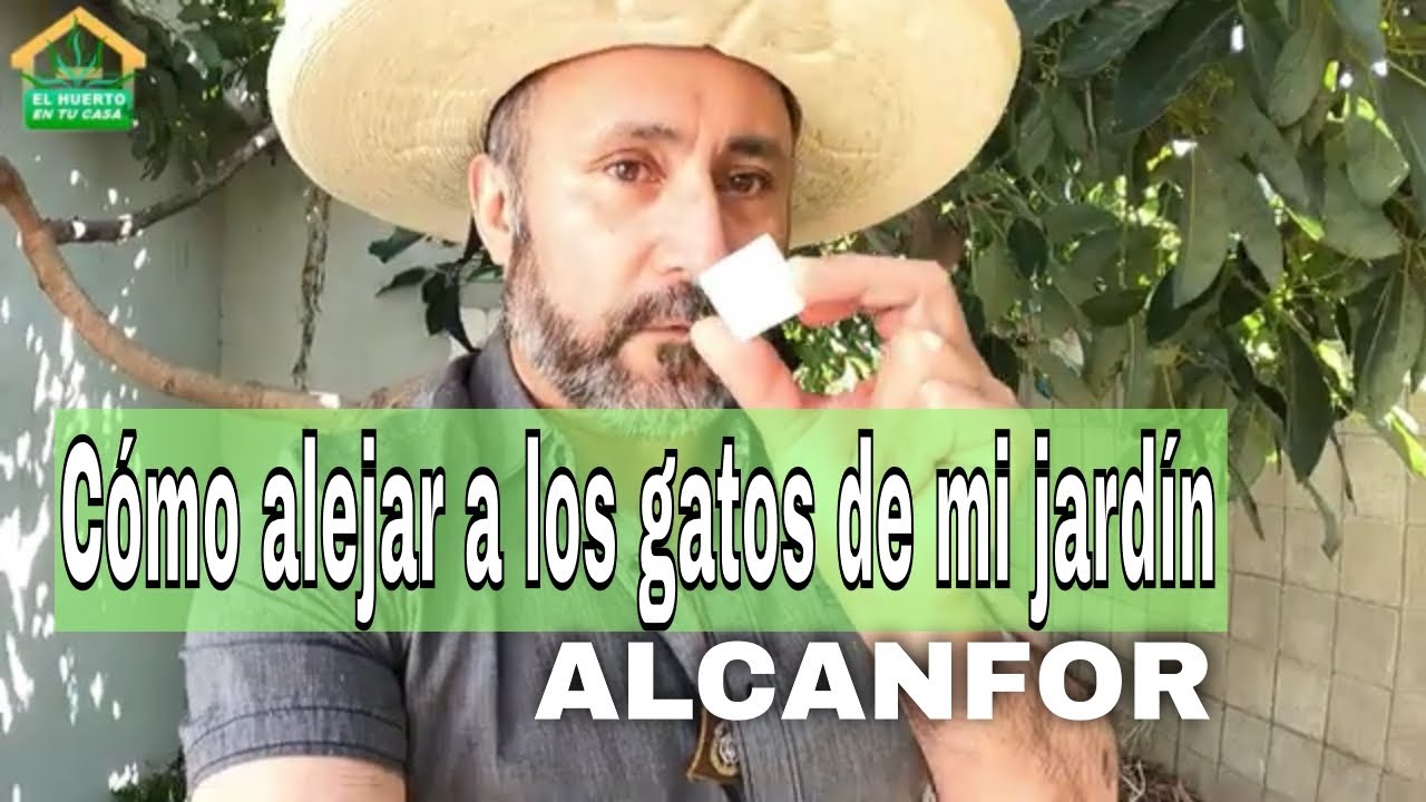 Como alejar a los gatos de mi jardín al natural sin tóxicos - Repelente de gatos con Alcanfor