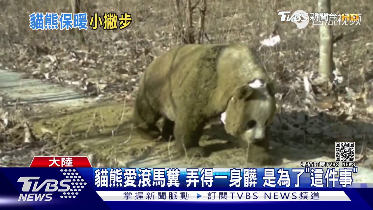 貓熊愛滾馬糞!弄得一身髒 是為了「這件事」