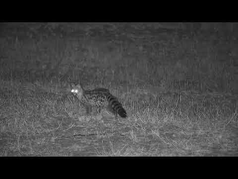 Djuma: Genet out looking for dinner  - 22:45 - 08/29/19