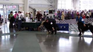 preview picture of video 'Trip and Tubba Bubba, Whidbey Island KC Dog Show, Nov 15, 2014'