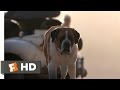 Cujo 2 8 Movie CLIP Cujo Won T Hurt Him 1983 HD