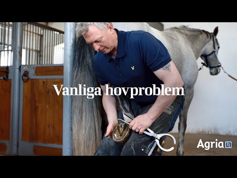 Hovslagaren om vanliga hovproblem