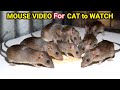 Ultimate Cat TV Mouse And Rat Sounds To Keep Your Cat Engaged Cats LOVE This Mouse And Rat Video