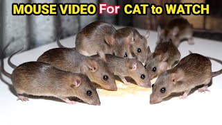 Des sons de souris et de rats pour occuper votre chat ! Les chats adorent cette vidéo de souris et de rats !