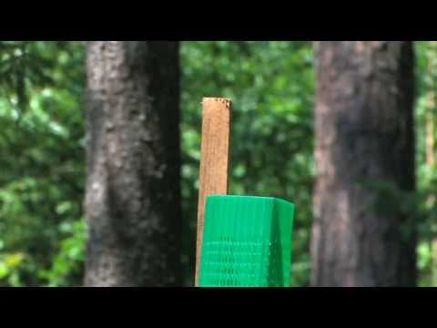 Baumschutz  Witasek PflanzenSchutz