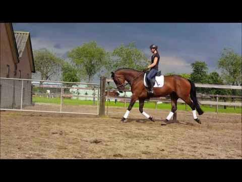 Era (Laudabilis x Variant)