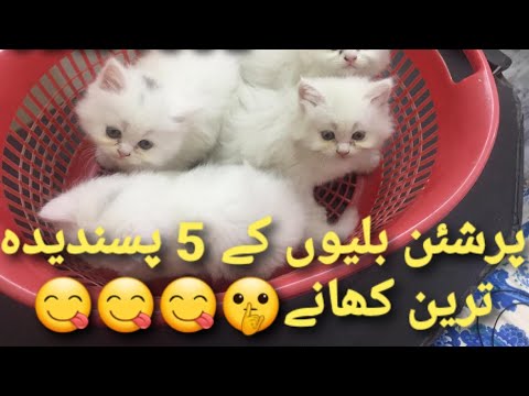 5 favourite foods of persian cats | Best foods for persian kittens | urdu | Hindi