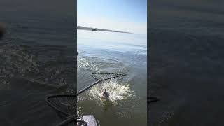 Springer Chinook Salmon Fishing - Great Lakes Blood Run Braid Divers and Spoons #salmonfishing