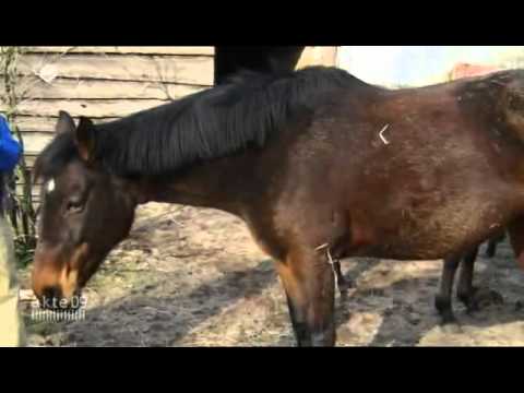 Akte 09 - Die Pferdemafia