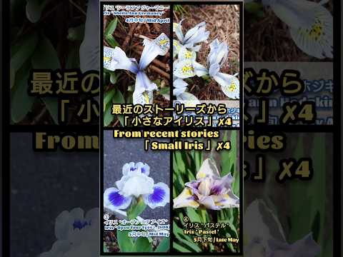 シベリアアイリス 植物