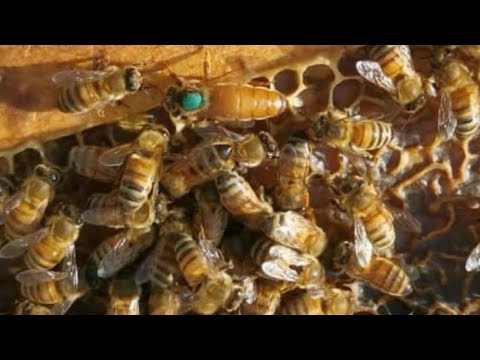 , title : 'إنهيار خلايا النحل في الصيف او الشتاء او الربيع او الخريف منقاشات للنحالين من العمل في تربية النحل'