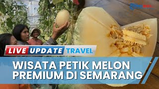 Musim Kemarau Bawa Berkah, Green House di Semarang Suguhkan Wisata Petik Melon Kualitas Premium
