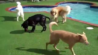 Wacky Wednesday at Pet Paradise Charlotte