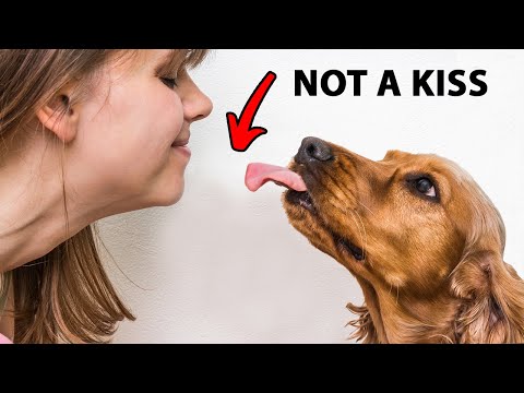 The Real Reason Dogs Lick You Is Disgusting