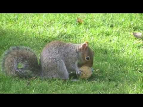 Crow Steals Suet Fat balls + lone Wagtail makes 1st appearance