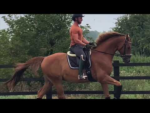 Sammy - 17h Gelding for Sale