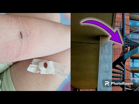 BLOED LATEN PRIKKEN EN BALOU GAAT OP AVONTUUR | VLOG97