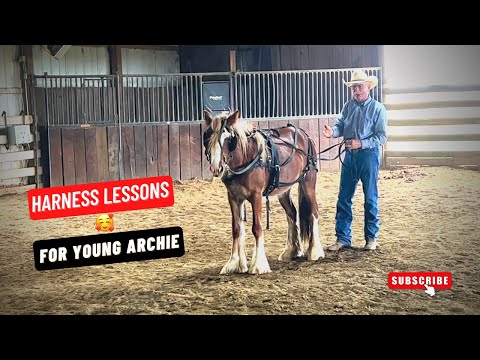 , title : 'Archie's First Lesson 🐎 To Being A Cart Driving Horse - Harness Training'