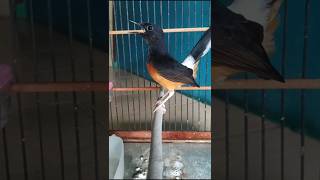 Download lagu kicau murai betina pastol emosi seri F pancingan murai cepat emosi#muraibetinaseriF#Shorts mp3