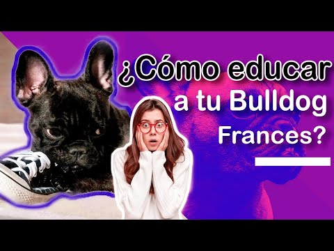 MANERAS DE EDUCAR A Un Bulldog Francés.