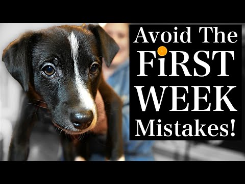 The Essential First Week with Your New Puppy: Key Insights and Tips