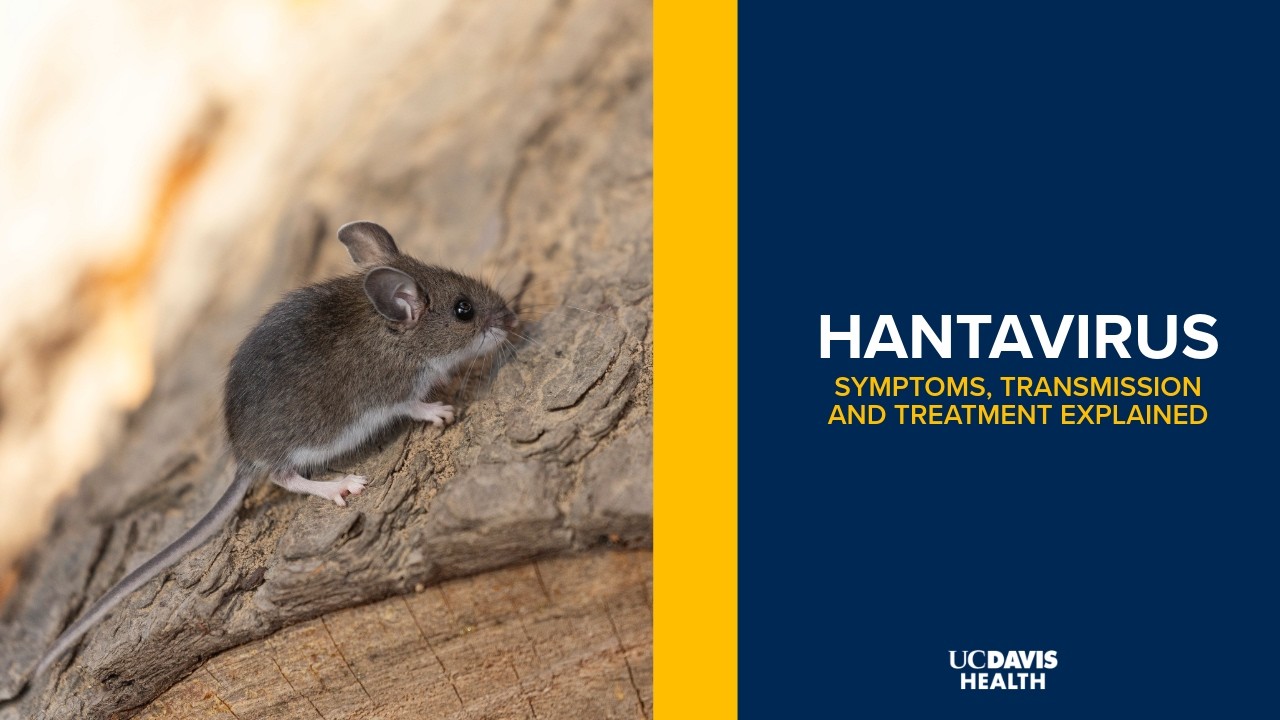 Thumbnail preview of Hantavirus Symptoms, Transmission and Treatment Explained