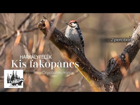 Kis fakopáncs