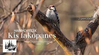 Kis fakopáncs bemutatása – fajismertető videó