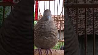 Download lagu Burung Merpati Lokal Bernyanyi dengan Suara 'Kung' yang Besar, Memikat Burung Merpati Lain agar Ikut Bernyanyi mp3