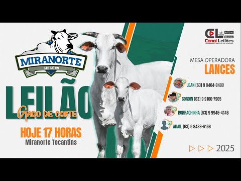 canalleilões.com | LEILÃO GADO DE CORTE MIRANORTE LEILÕES | MIRANORTE -TO 16/08/2025
