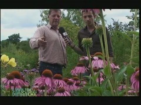 comment traiter osier