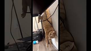 funny cat #cat #funny #fyp #fypシ #catvideos #catshorts #india #ytshorts #youtubeshorts #cute #cats