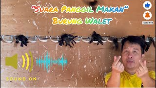 Download lagu Suara Panggil WALET “Makan “ by PT. Koloni Walet Indonesia 08123292918 Karl Wenas mp3