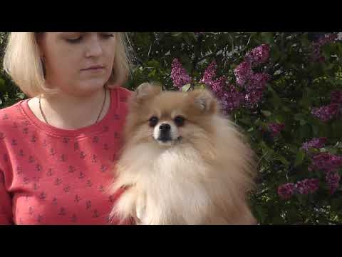 Available adult boy - Armani!