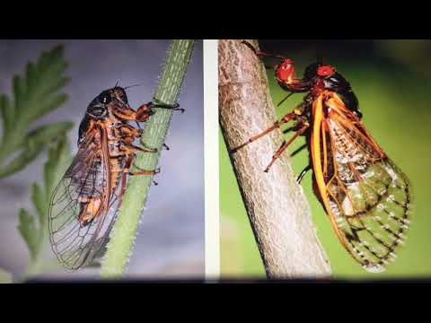 Insektet e dobishme dhe te demshme