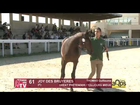 Show AQPS Ouest 2021 - Lot  61