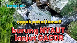 Download lagu Burung nyaut lanjut gacor, terapi suara air untuk semua jenis burung mp3