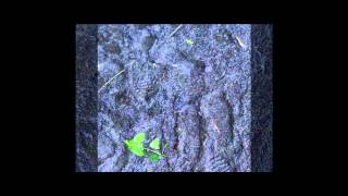 I Can&#39;t Forget        -      Leonard Cohen