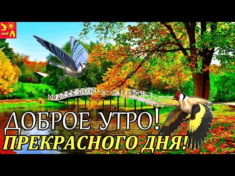 Доброе утро! Прекрасного дня! С добрым  утром! Красивая видео открытка! Доброе утречко!