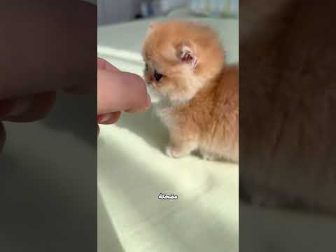 أبوها جابلها قطة كيوت… شوفوا اللي حصل بينهم! 😍🐾